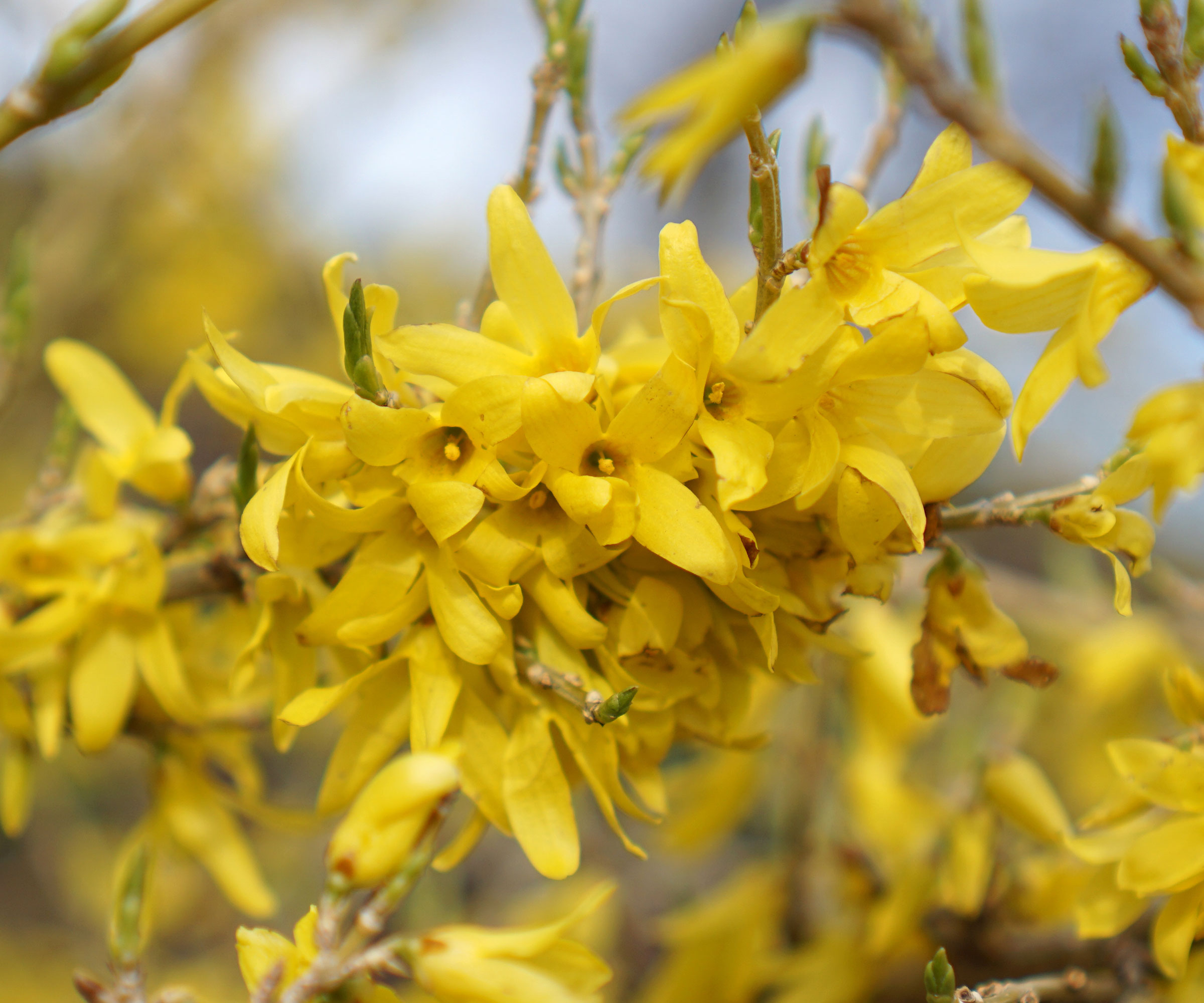 The bright yellow flowers of compact forsythia 'Gold Star'