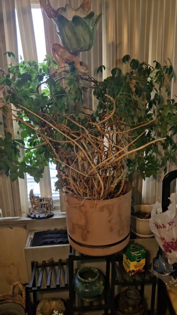 Inherited this plant from my grandparents passing. No idea how to take care of it. Inherited this plant from my grandparents passing. No idea how to take care of it.