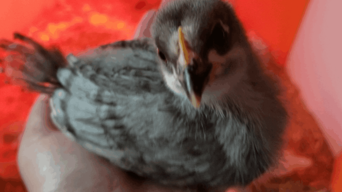 Extreme close up giving you the chance to check out this chick's elegant plumage.