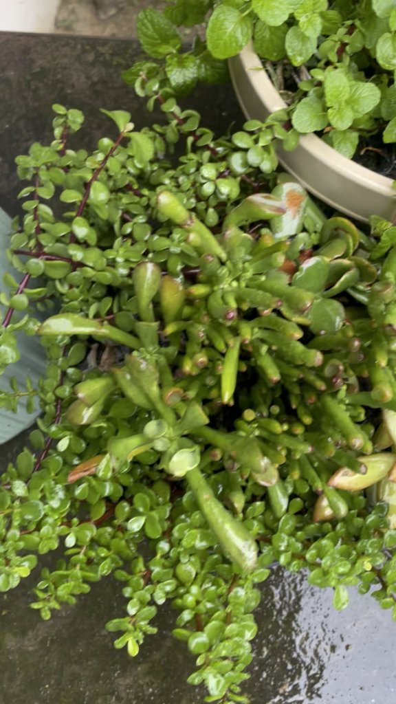 Just appreciating my plants