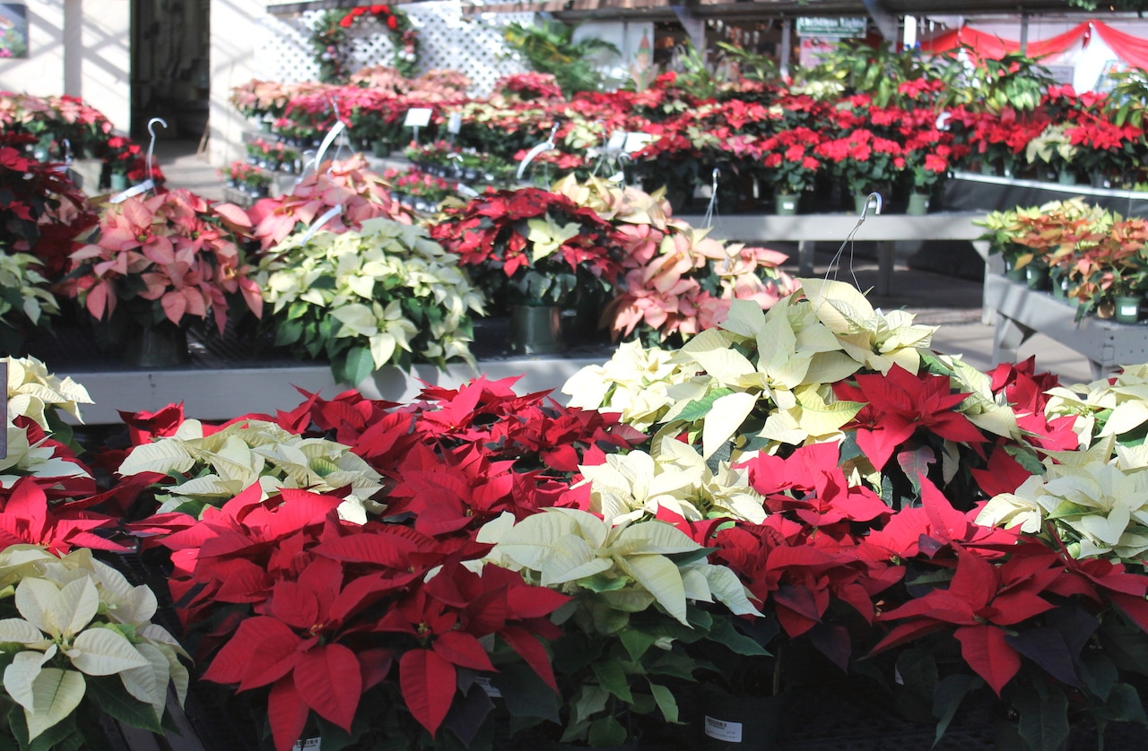 An icon of Christmas