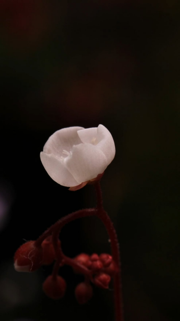 Drosera neocaledonica x oblanceolata flower timelapse