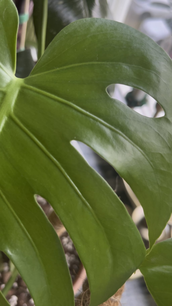 Please don’t tell me this is