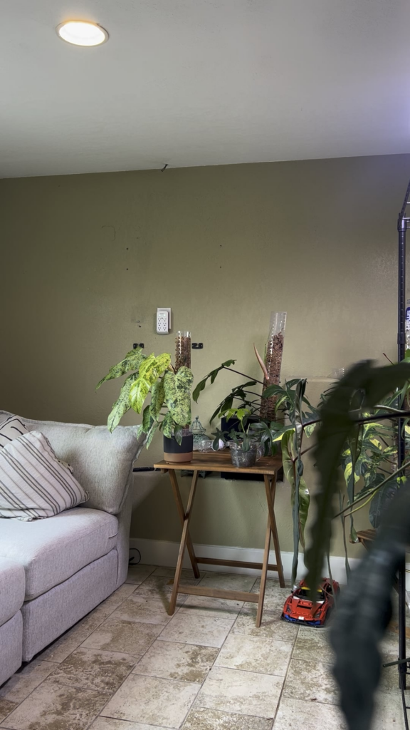 Philodendron Brown Beauty