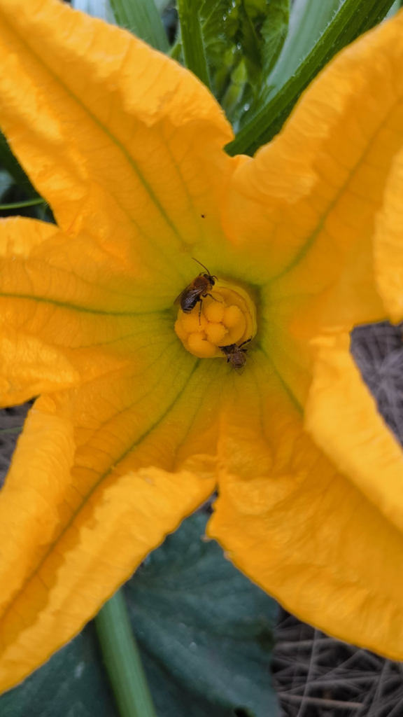 Pollinators marking time.