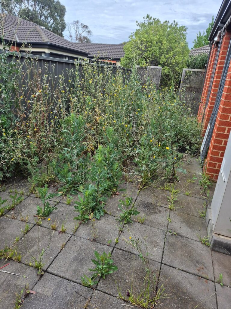 Need advice on how to get rid of these weeds before I hire someone Need advice on how to get rid of these weeds before I hire someone
