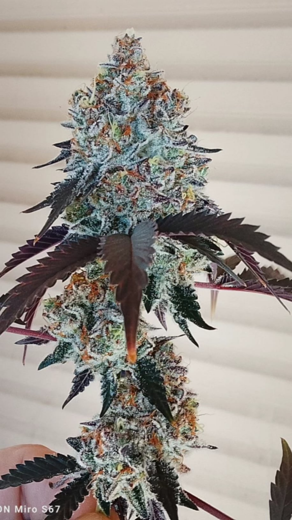 Going to be so high 😳