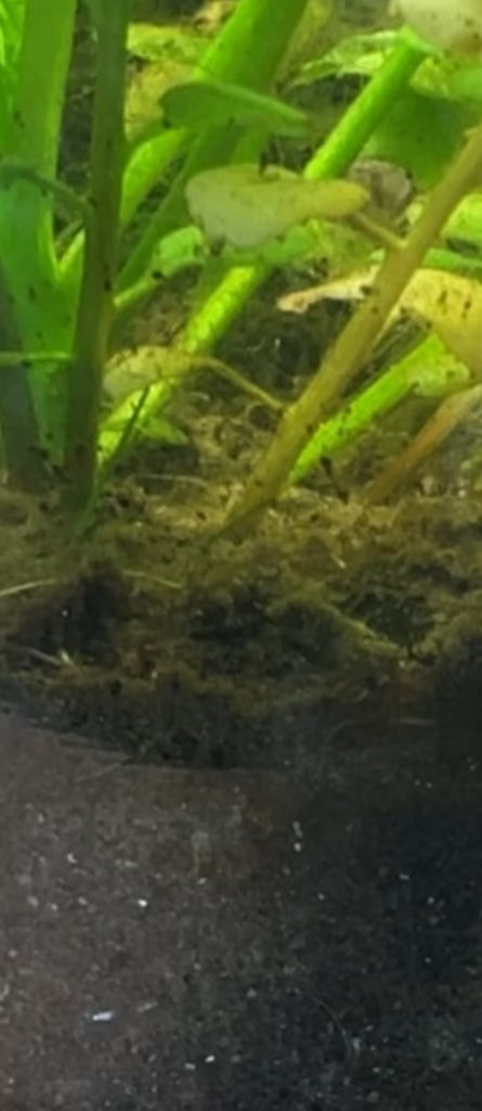 Need help IDing this. Caddis fly larvae? Video is 2x speed. 2 months in. Freshwater from upstate NY