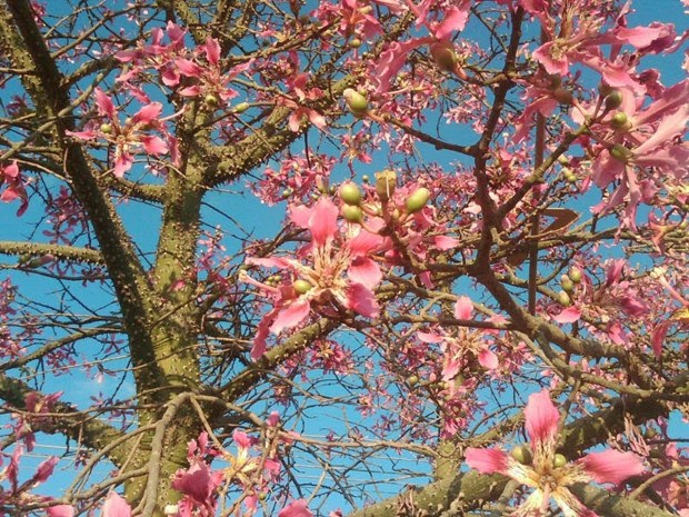 Floss silk tree Ceiba speciosa. (Photo by Joshua Siskin)