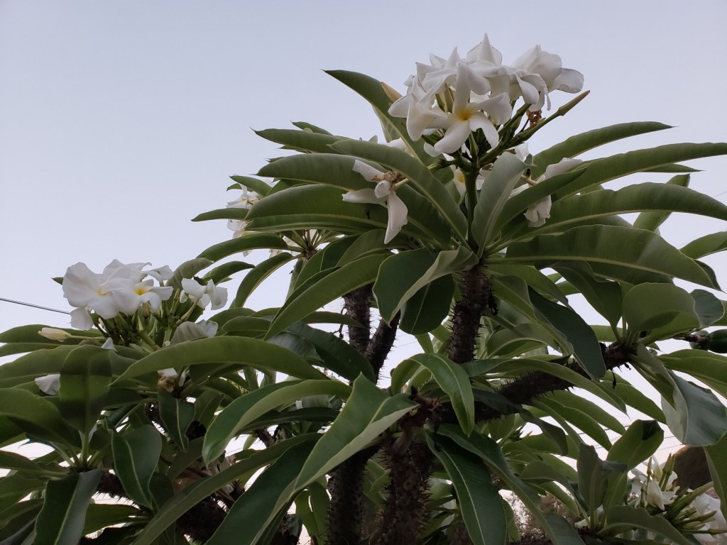 Why the Huntington Desert Garden is an inspiration for succulent lovers – Orange County Register Why the Huntington Desert Garden is an inspiration for succulent lovers – Orange County Register