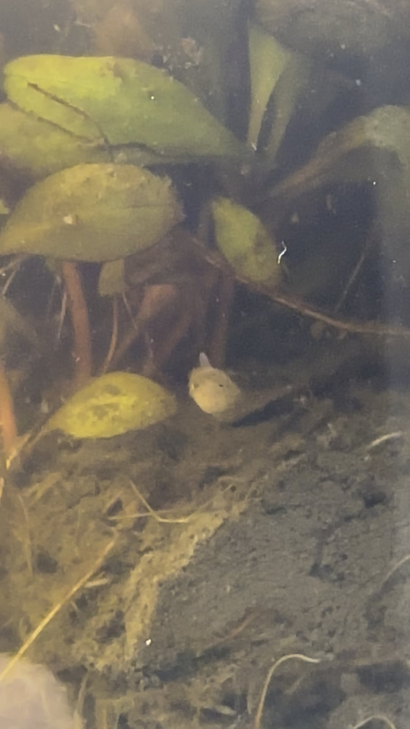 New critter spotted!