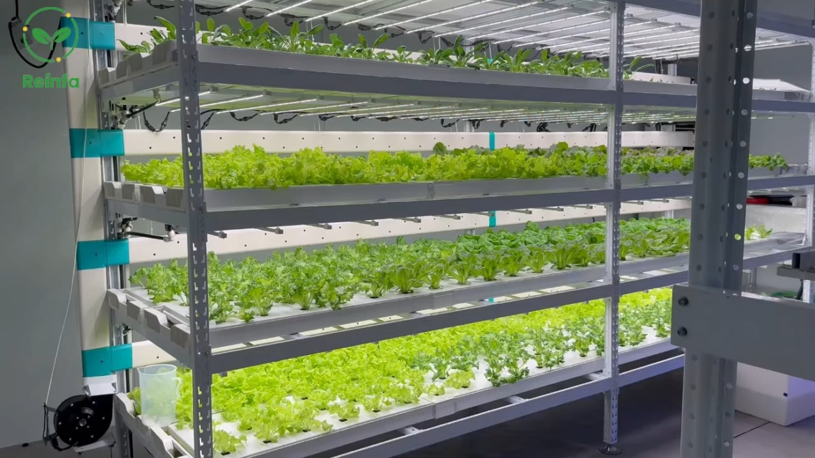 Fresh vegetables grown indoors, all year round 🌿