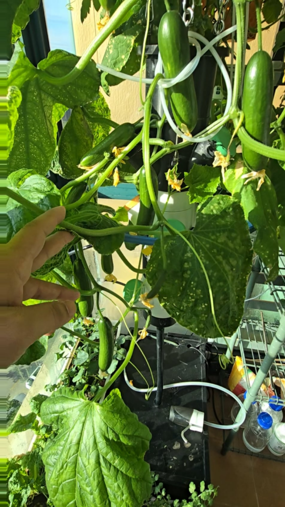 Just showing off my cucs