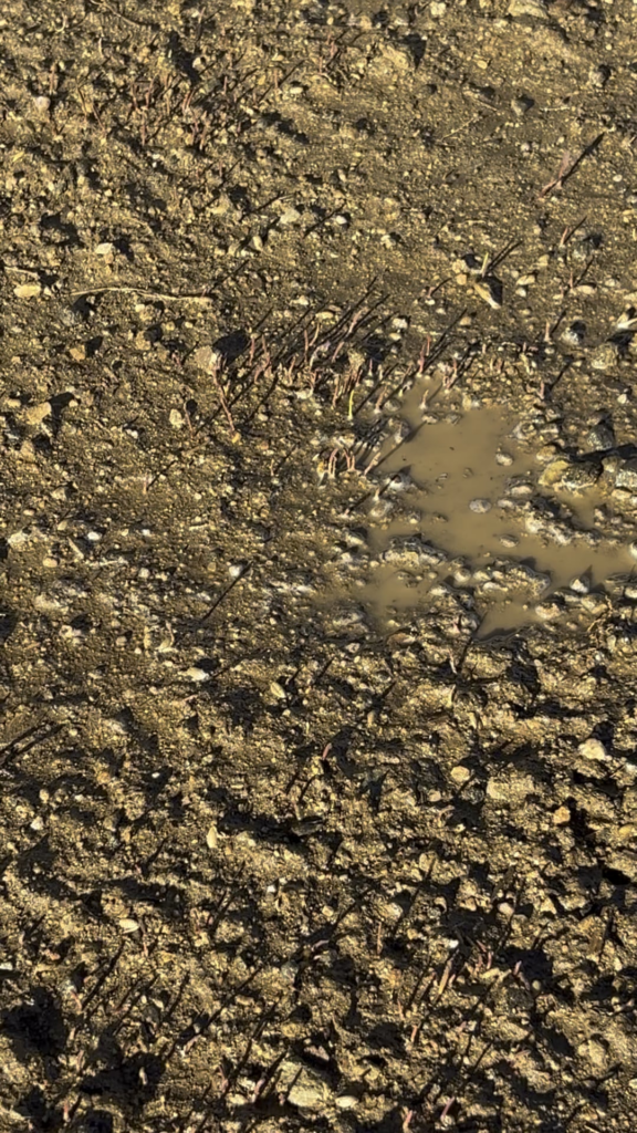 Trying green composting with winter rye cover crop. Zone 9b. Recommended time to eliminate