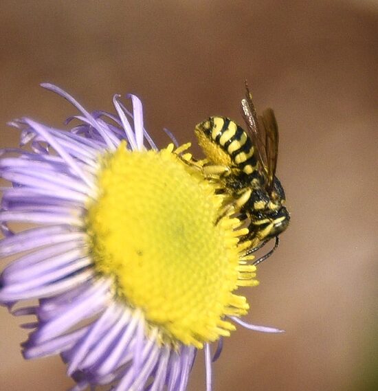 PBonSF39-3-25.jpg PBonSF39-3-25.jpg