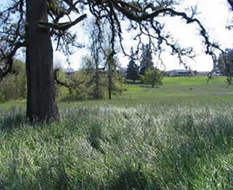 pcc meadow