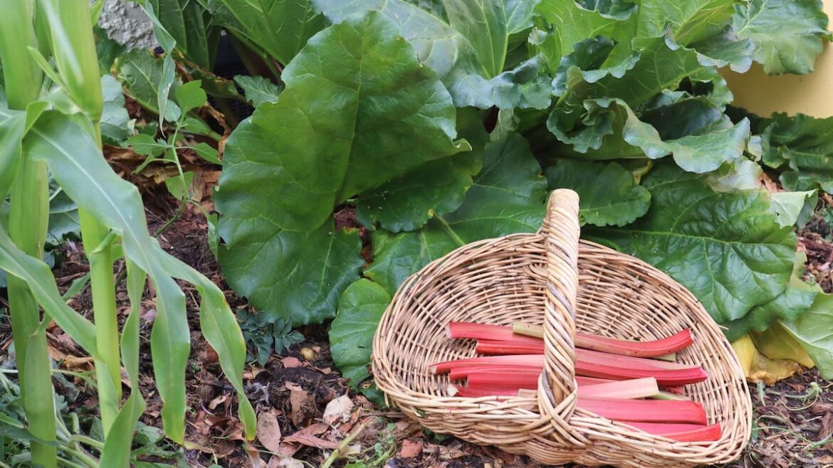 Year in Review: Kem Ormond’s vegetable garden - How to grow rhubarb