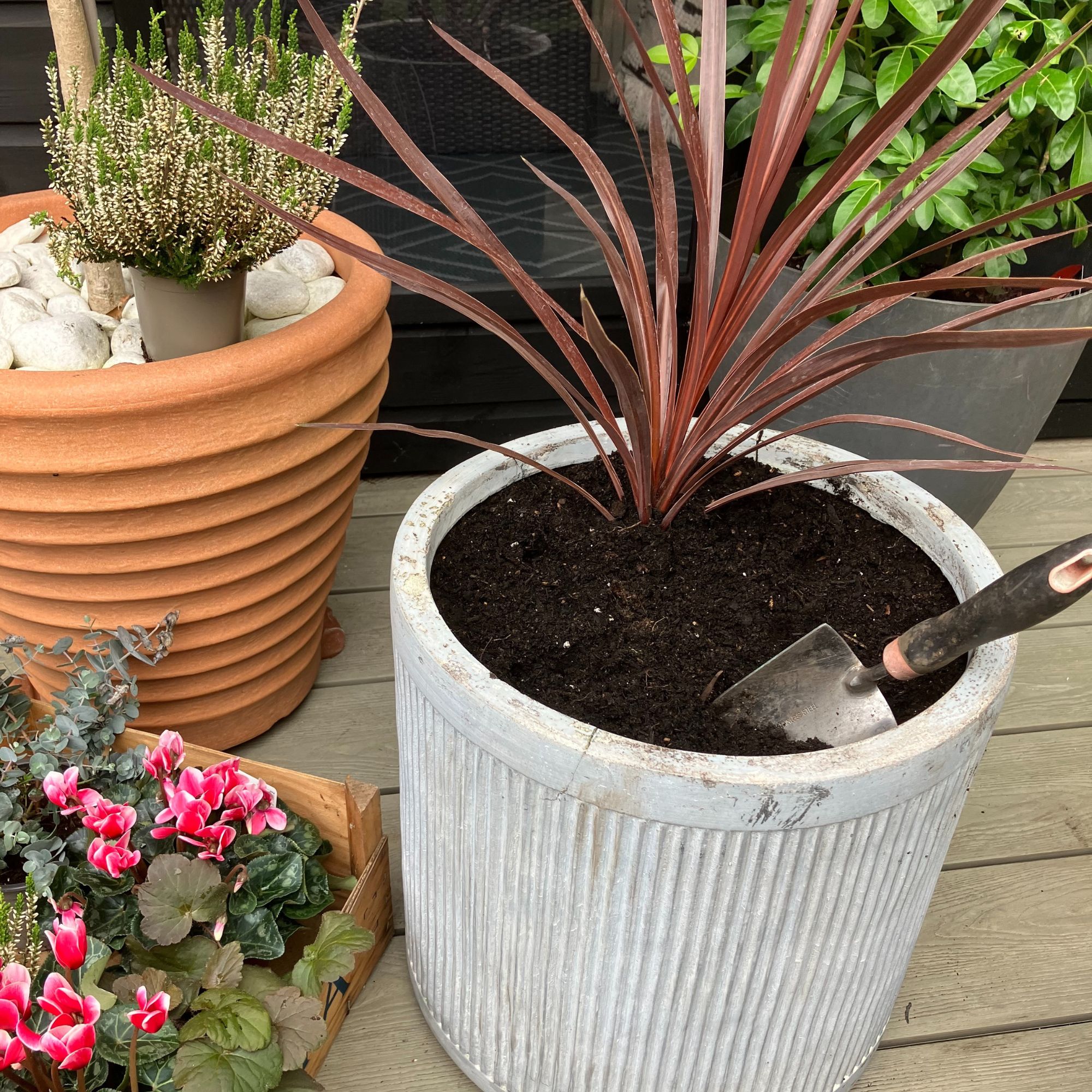 winter planter with cordyline