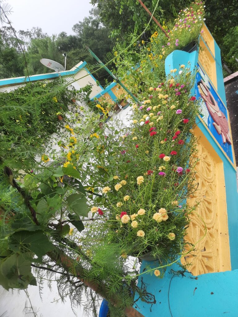 Portulaca magic: rooftop edition 🏵️🌼