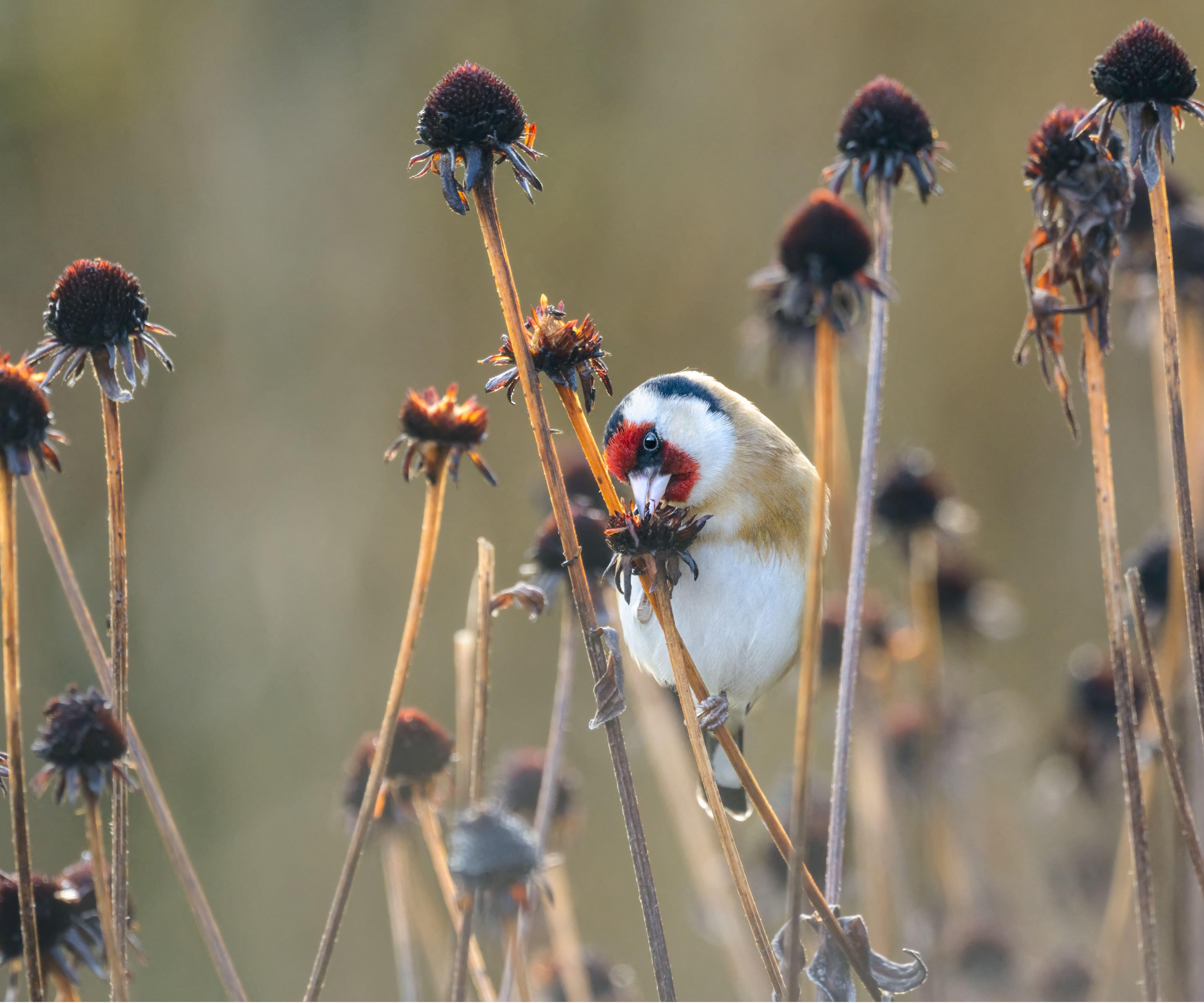 Goldfinch eating coneflower seedheads