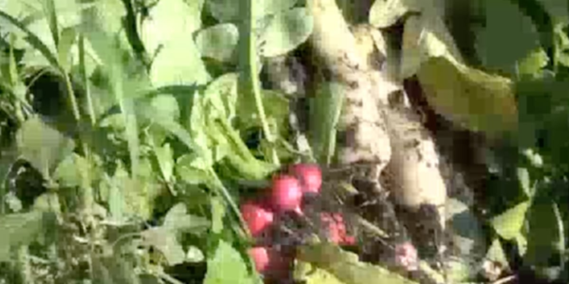 Winter gardening continues as regular growing season ends Winter gardening continues as regular growing season ends