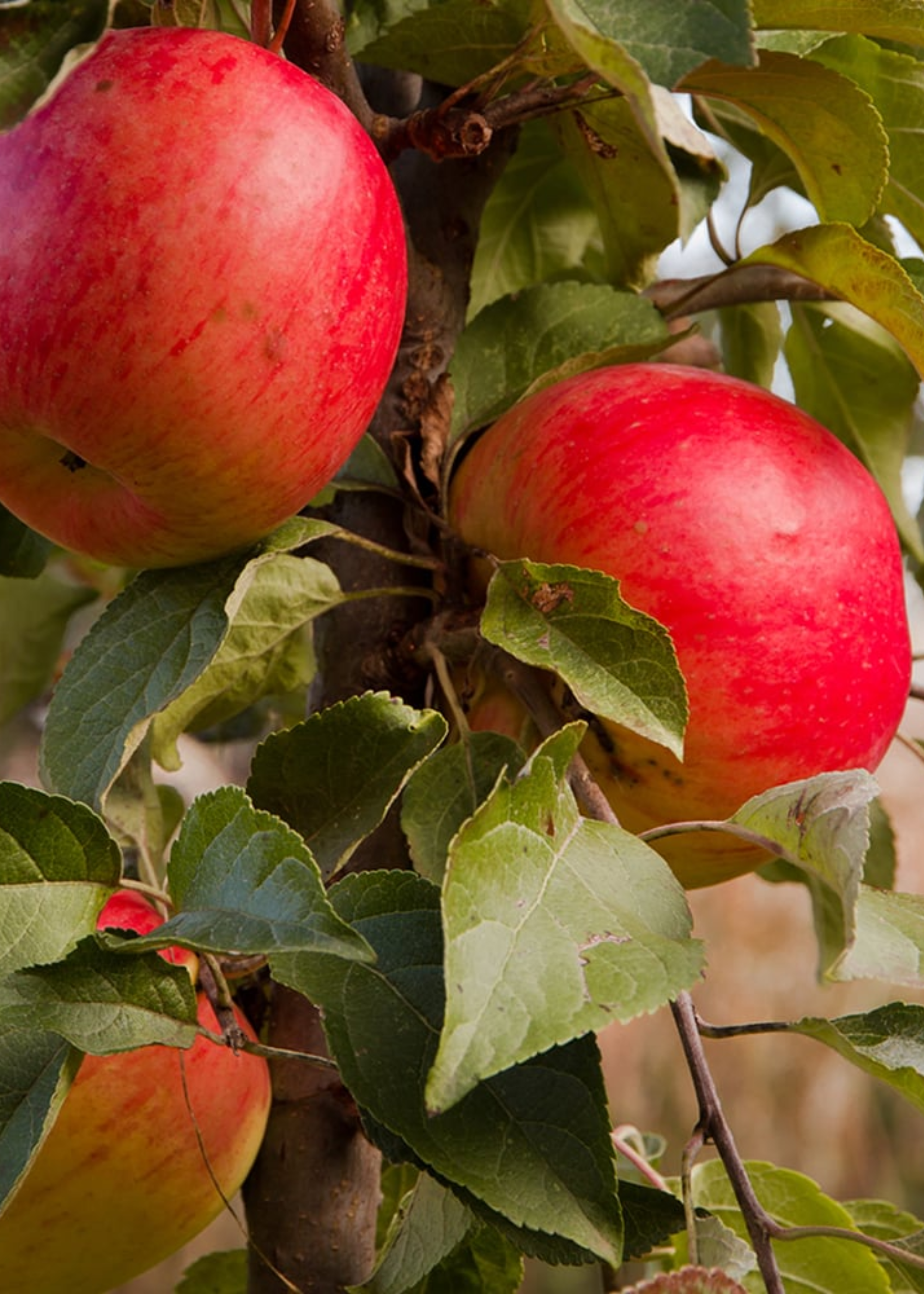 A close-up of an apple tree