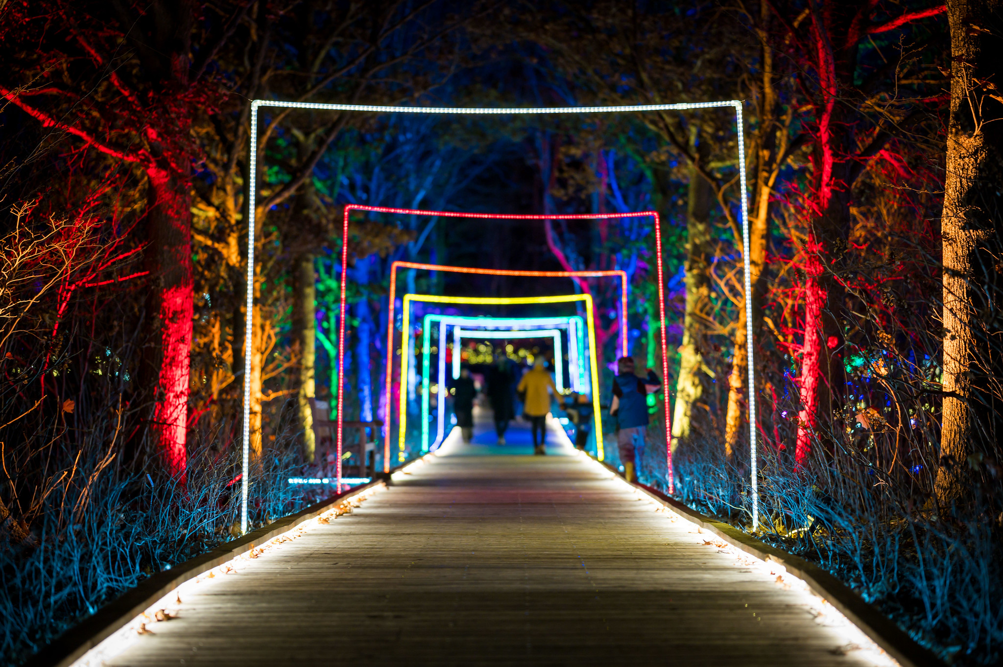 The New England Botanical Garden at Tower Hill's 2025 "Night Lights" holiday lights display will illuminate Boylston daily through Jan. 4, 2026.