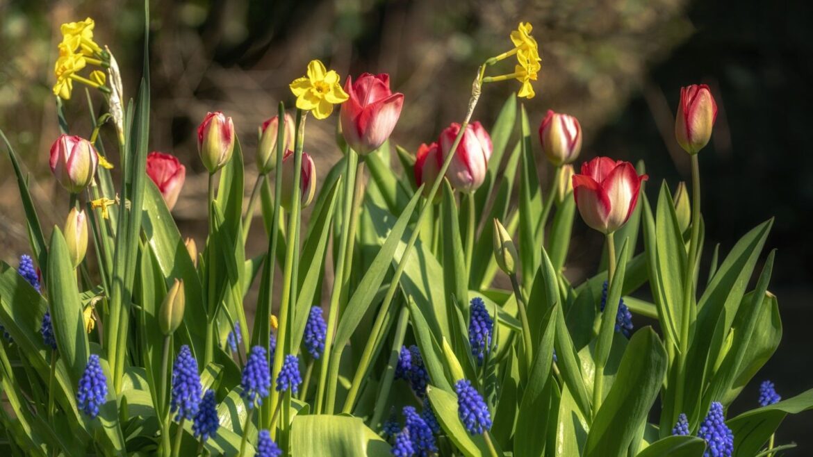 Spring bulbs planted together in a container