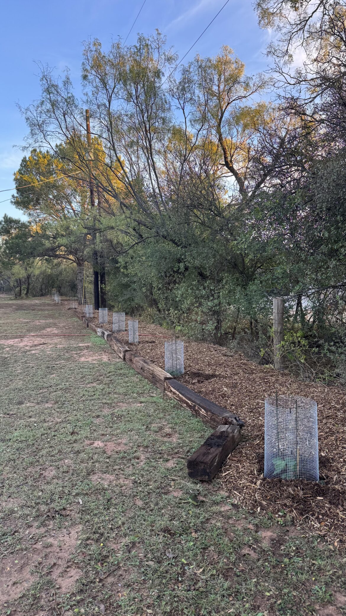Railroad ties as a border for my fig tree row?