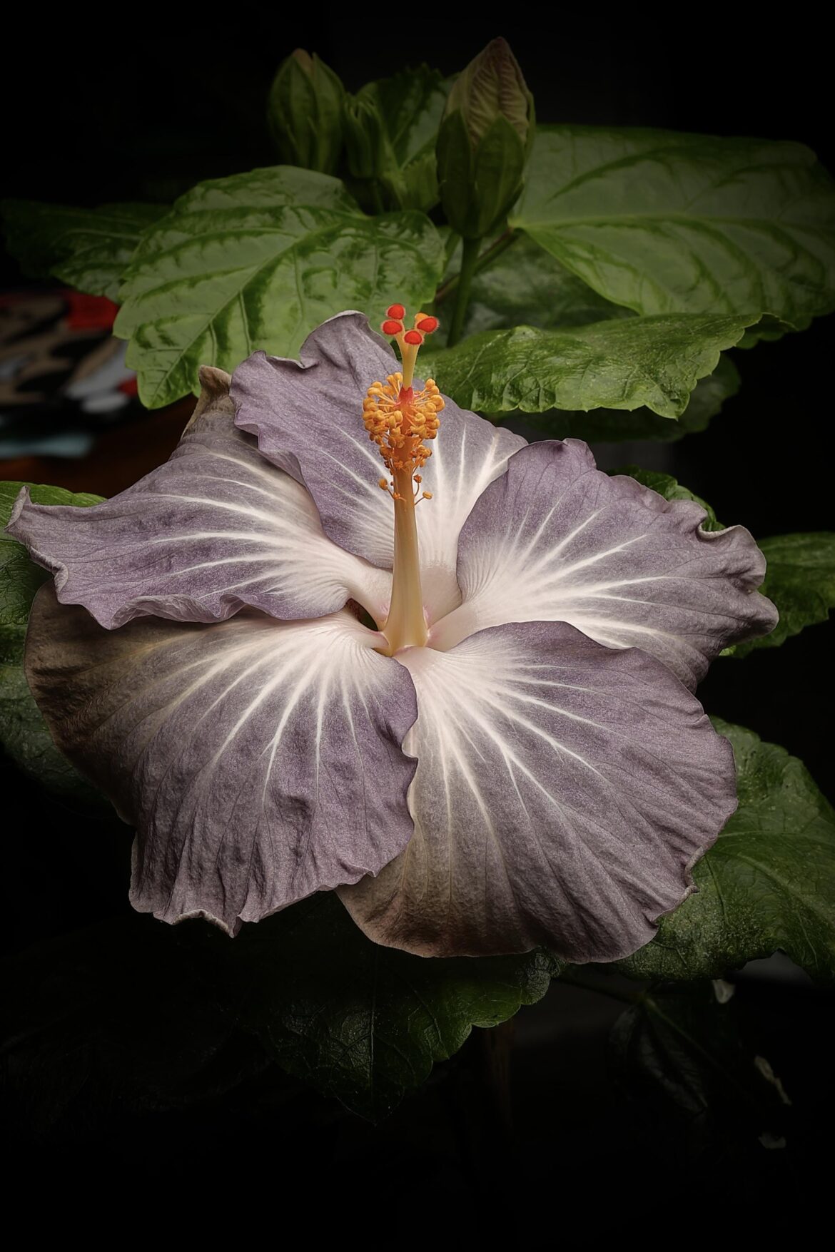 Rare purple and white hibiscus
