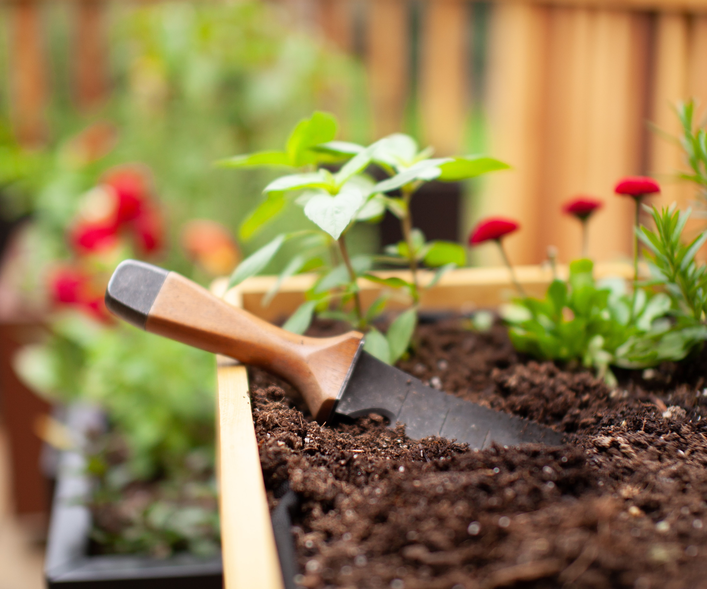Hori Hori knife in a raised bed with planting behind