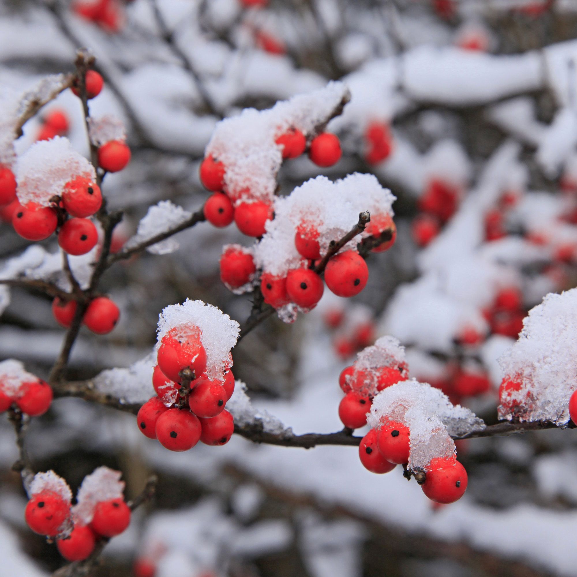 Winterberry Holly in winter snowfall