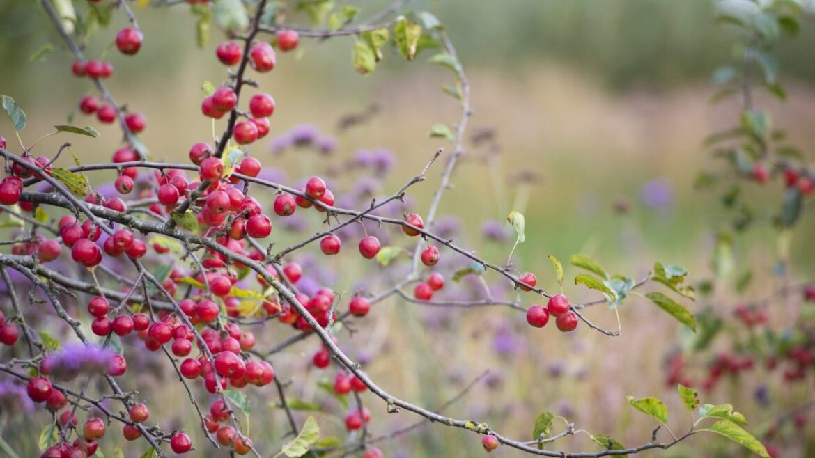 The six best trees to bring colour to your garden, according to an RHS expert