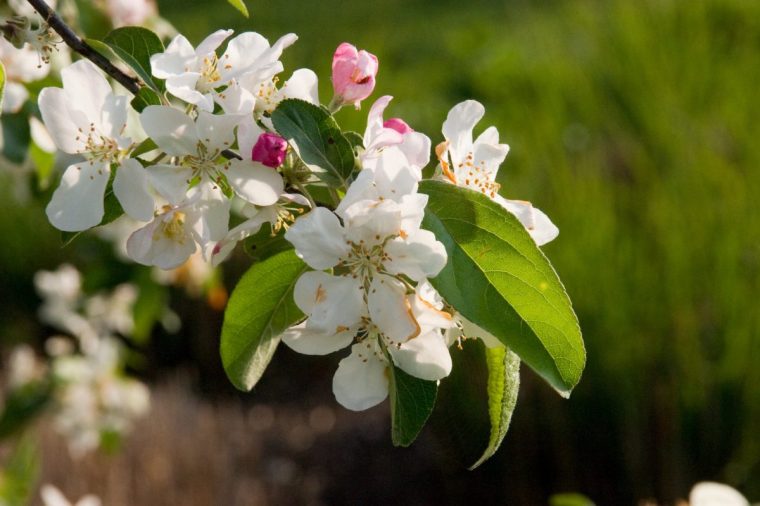 Blossom of Malus 'Gorgeous' on Clover Hill at RHS Garden Hyde Hall, Essex
