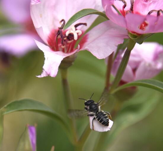 STLCbeewithpetal4.jpg STLCbeewithpetal4.jpg