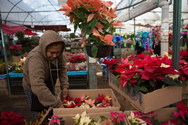Vendor Braulia Brito tends to her potted poinsettias at her stall in the Xochimilco borough of Mexico City, Saturday, Dec. 10, 2022. Despite being a universal Christmas icon, few people are aware the Christmas Eve flower, commonly known as the poinsettia, is native to Mexico. The cuetlaxochitl (as it is called in Nahuatl) is a native of the states of Morelos and Mexico City, and more precisely, from Xochimilco. (Ginnette Riquelme / AP file)