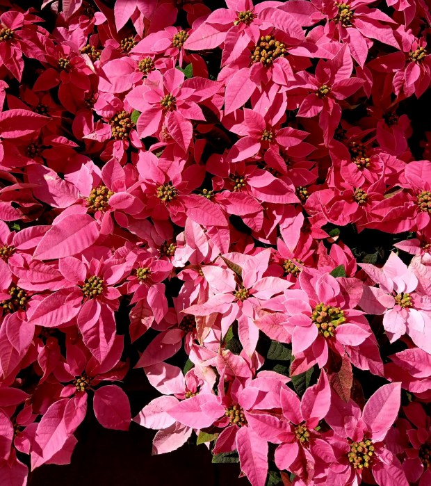 A color comparison between different species, where the amount of light determines the intensity of the coloration, depending on the poinsettia variety. (Julio Estrada)