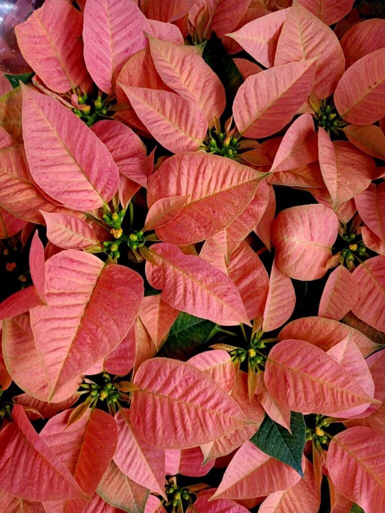 Poinsettia (Cuetlaxóchitl) is a plant with an indelible cultural memory – San Diego Union-Tribune Poinsettia (Cuetlaxóchitl) is a plant with an indelible cultural memory – San Diego Union-Tribune