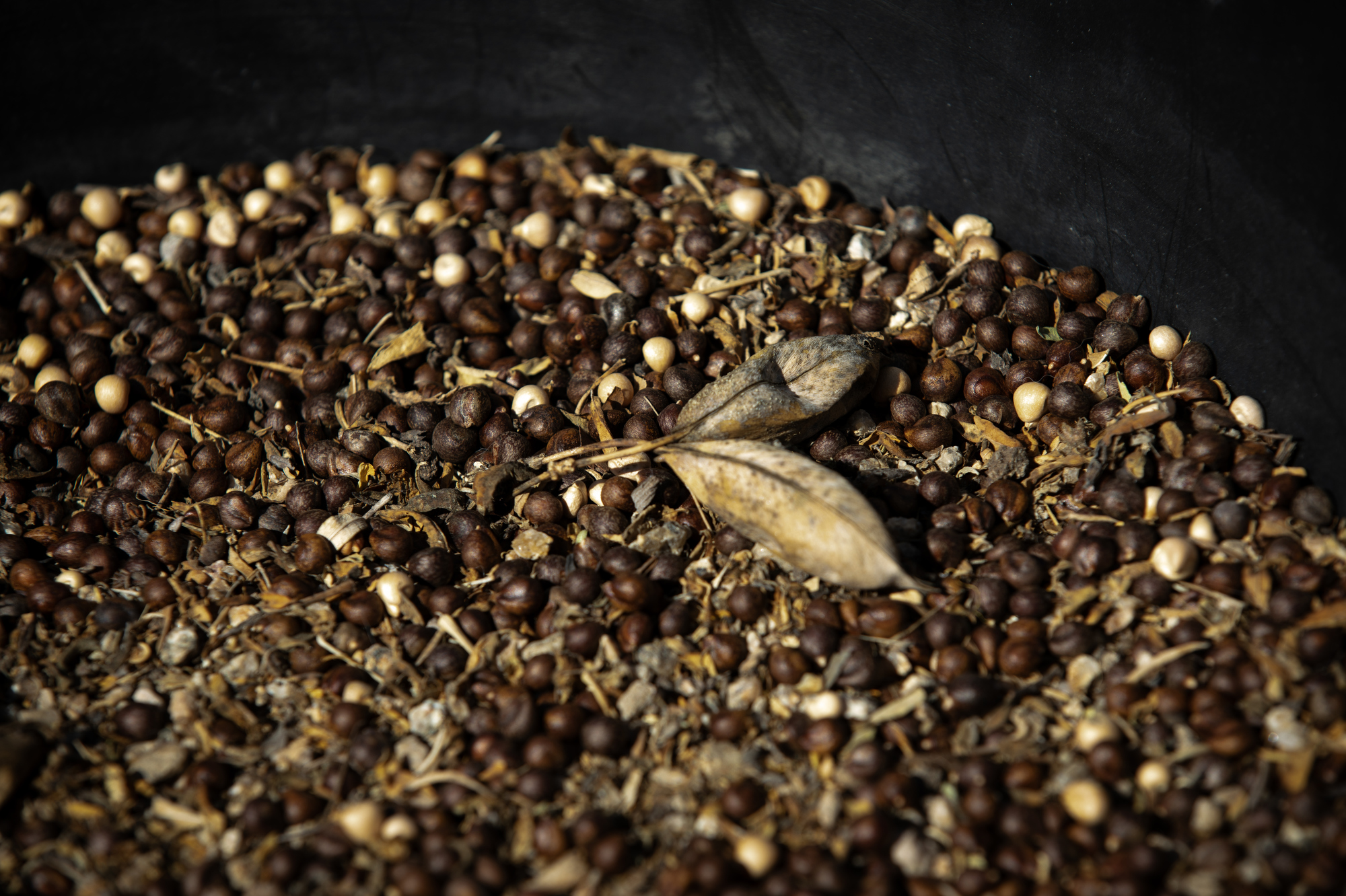 Bladderpod seeds yield what Calscape calls âone of the easiest...