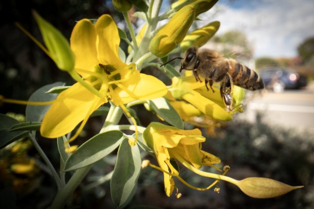 A bee takes pollen from a bladderpod flower in Ashbaugh's native garden. (Ana Ramirez / The San Diego Union-Tribune)