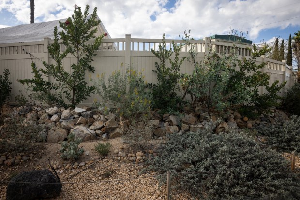 California native plants including buckwheat, manzanita and sagebrush grow in Ashbaugh's backyard. (Ana Ramirez / The San Diego Union-Tribune)