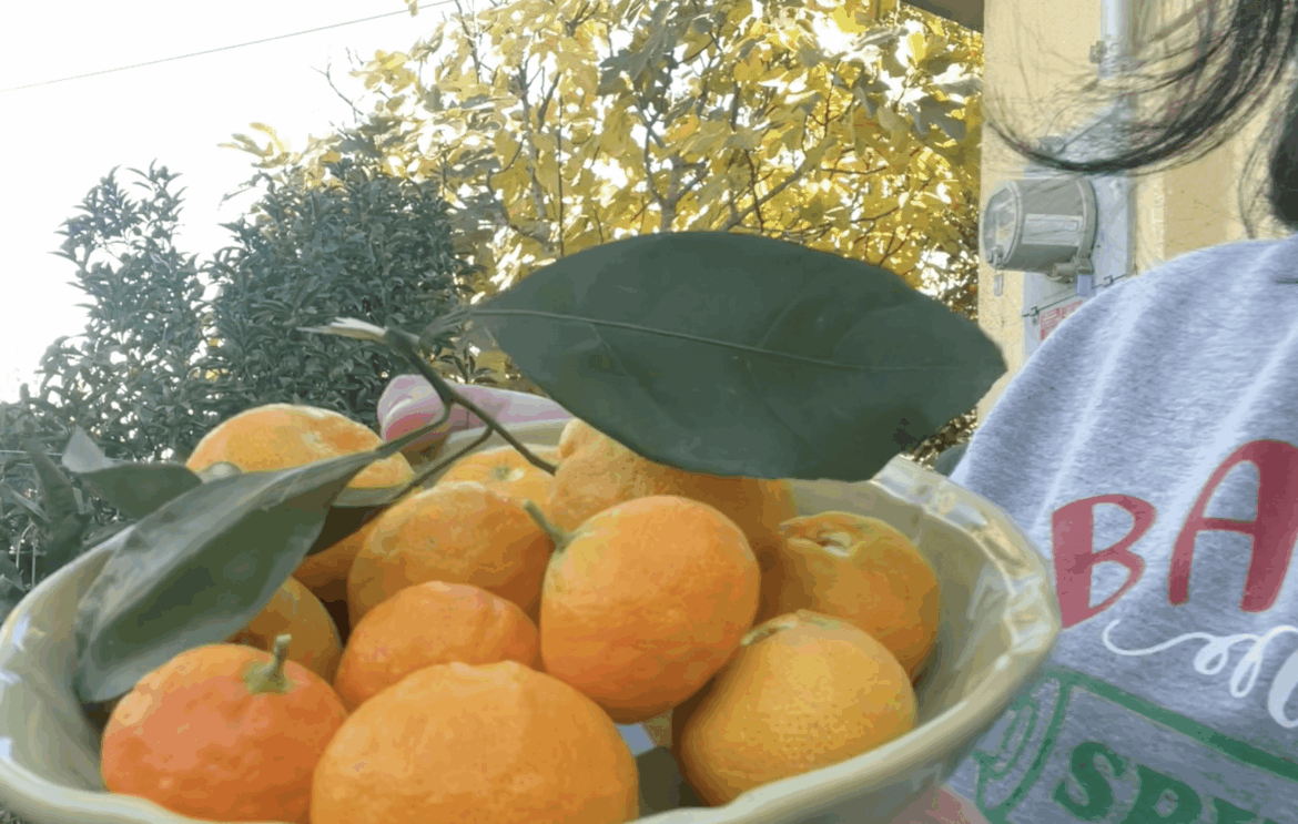 Satsuma mandarin freshly-harvested from our backyard garden 🌱🍊