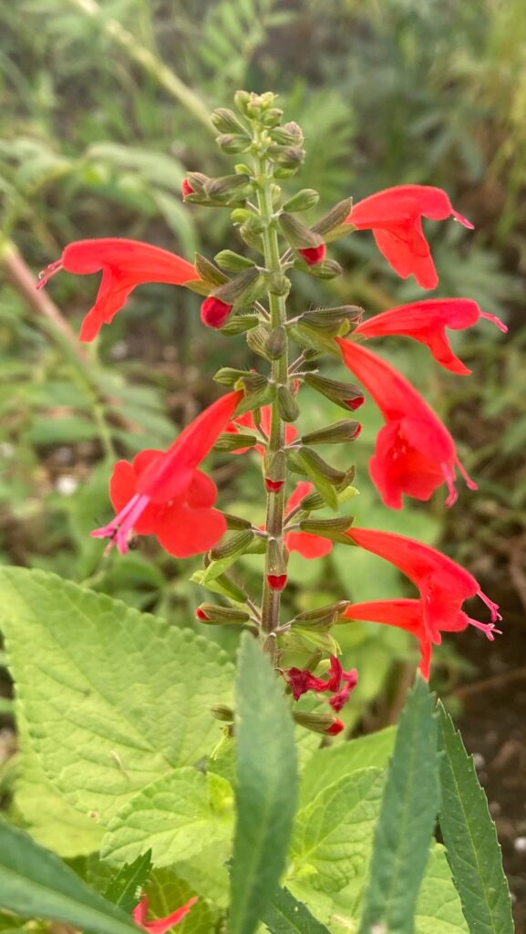 Scarlet Sage: My yard’s Fiery Pollinator Magnet 🐝 Scarlet Sage: My yard’s Fiery Pollinator Magnet 🐝