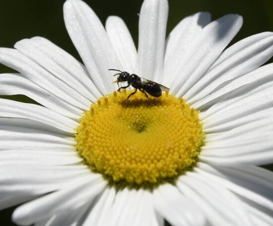 SmBlkBee5-16-231.jpg SmBlkBee5-16-231.jpg