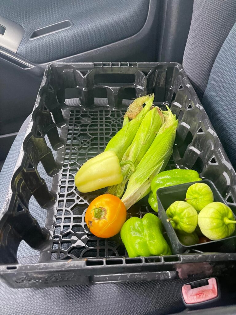 Some of my harvest this season.