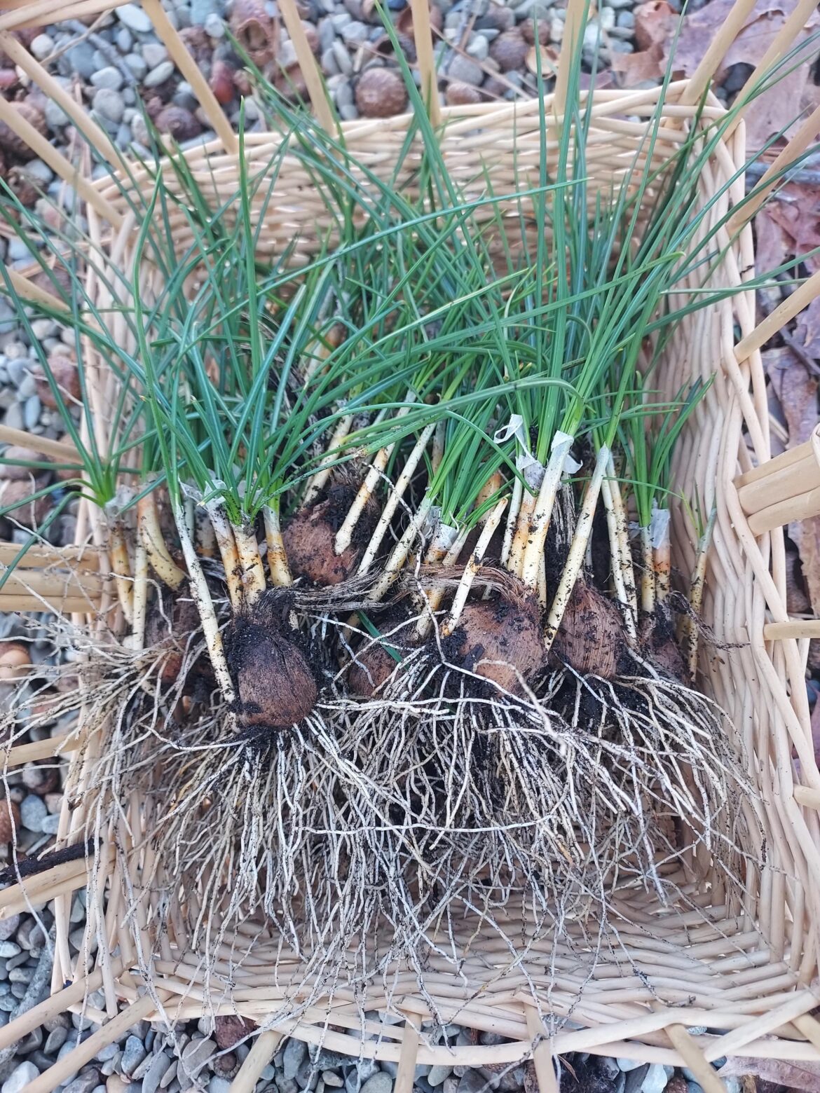 Storing my saffron for the winter. Leave the green on top or remove it?