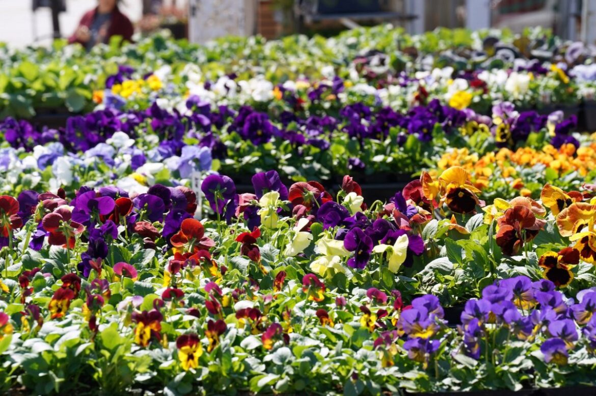 Study links gardening to lowered risk of knee arthritis