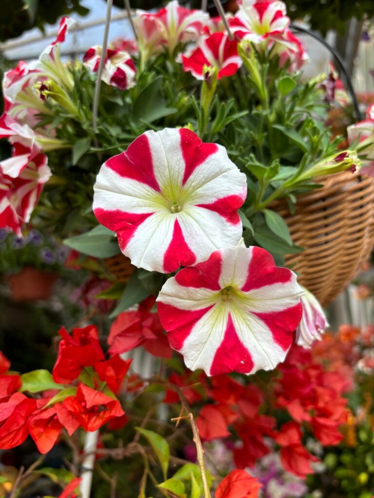 Sunshine and Flowers: Nature’s Perfect Pairing