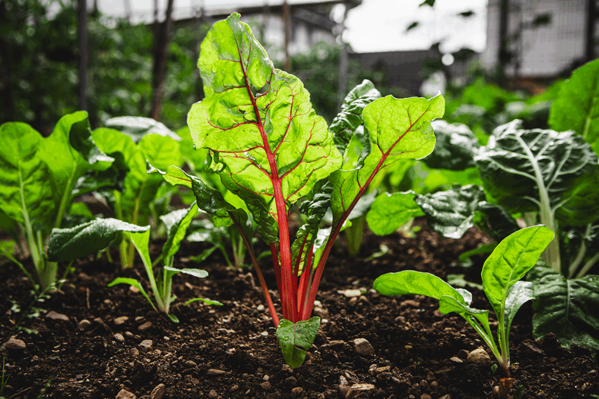 Best of Bethesda 2026 Readers’ Picks: Home & Garden Best of Bethesda 2026 Readers’ Picks: Home & Garden