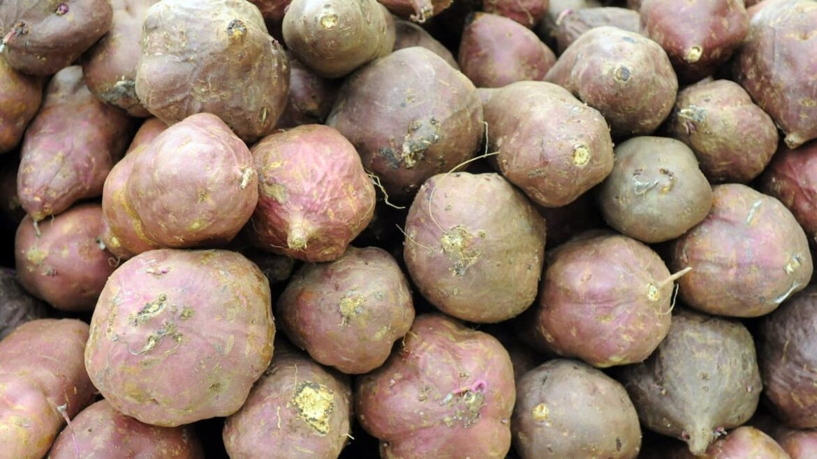 Kem Ormond’s vegetable garden: Kūmara growing guide, from planting to storage Kem Ormond’s vegetable garden: Kūmara growing guide, from planting to storage